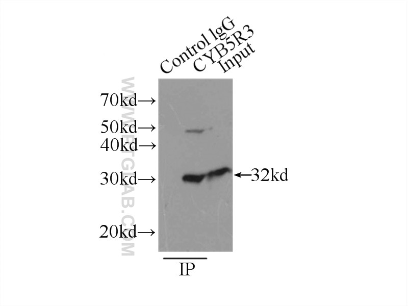 Immunoprecipitation (IP) experiment of HepG2 cells using CYB5R3 Polyclonal antibody (10894-1-AP)