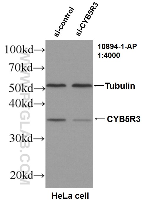 Western Blot (WB) analysis of HeLa cells using CYB5R3 Polyclonal antibody (10894-1-AP)