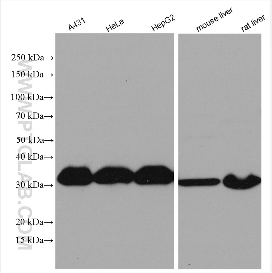 Western Blot (WB) analysis of various lysates using CYB5R3 Polyclonal antibody (10894-1-AP)