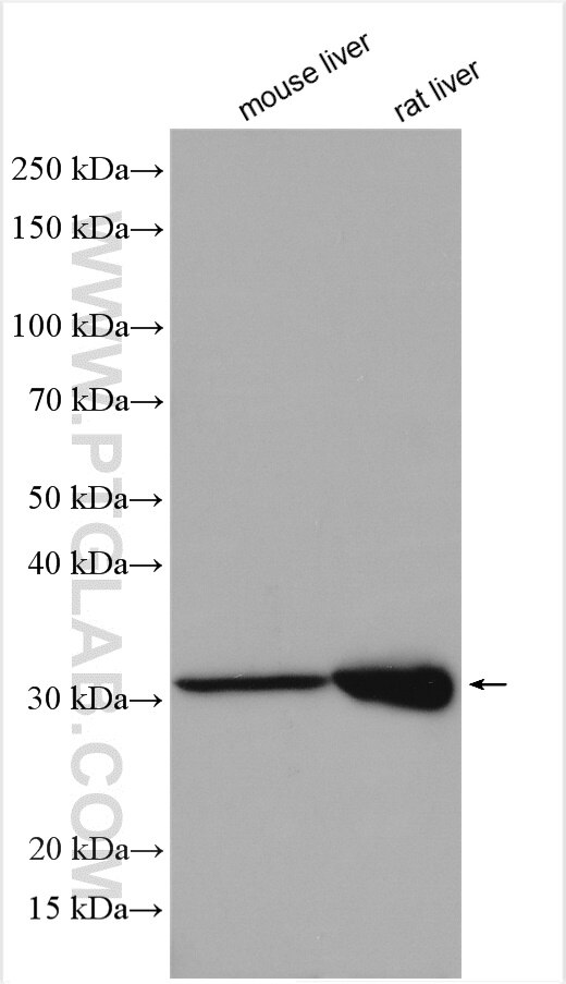 Western Blot (WB) analysis of various lysates using CYB5R3 Polyclonal antibody (10894-1-AP)