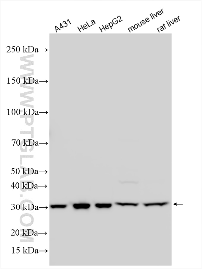 WB analysis using 10894-1-AP Western Blot (WB) analysis of various lysates using CYB5R3 Polyclonal antibody (10894-1-AP)