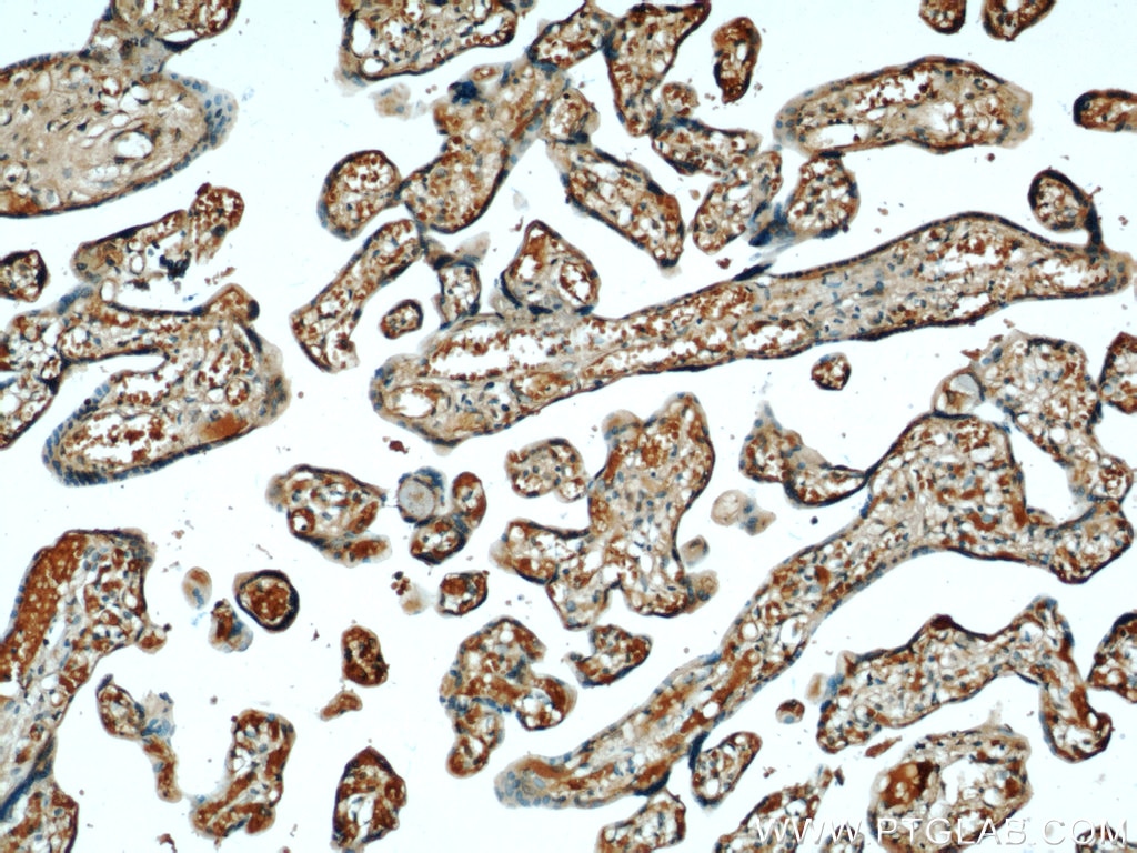 IHC staining of human placenta using 66022-1-Ig