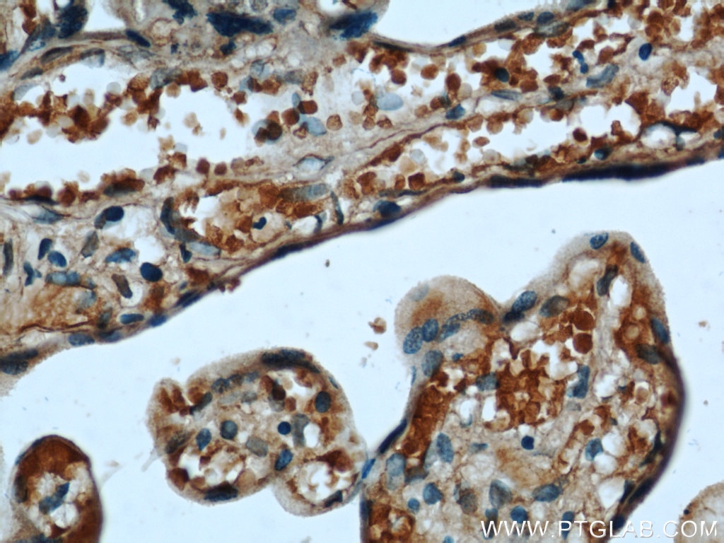 IHC staining of human placenta using 66022-1-Ig