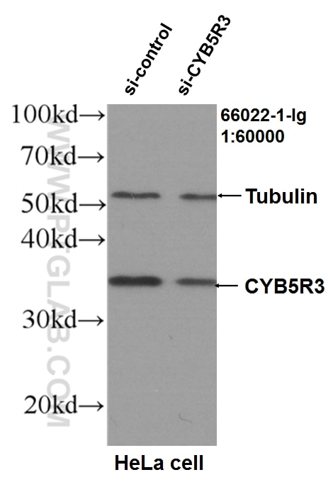 Western Blot (WB) analysis of HeLa cells using CYB5R3 Monoclonal antibody (66022-1-Ig)