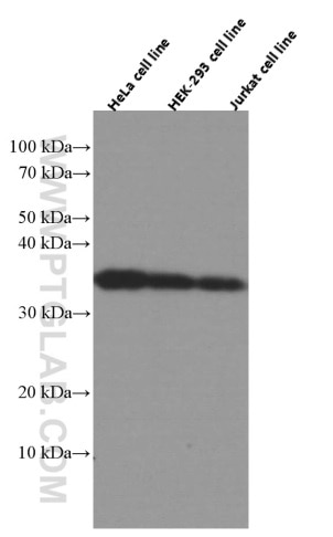 Western Blot (WB) analysis of HeLa cells using CYB5R3 Monoclonal antibody (66022-1-Ig)