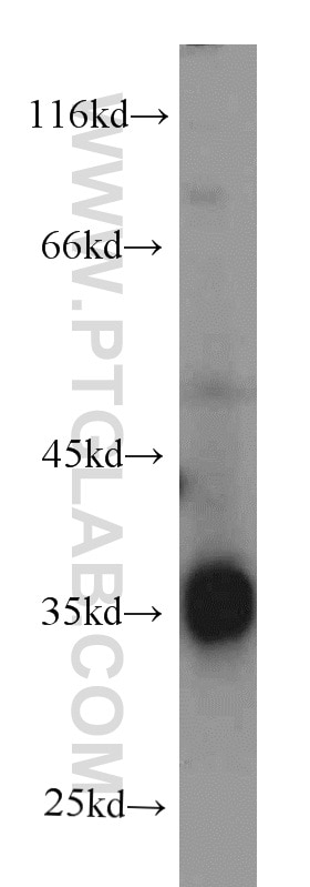 Western Blot (WB) analysis of L02 cells using CYB5R3 Monoclonal antibody (66022-1-Ig)