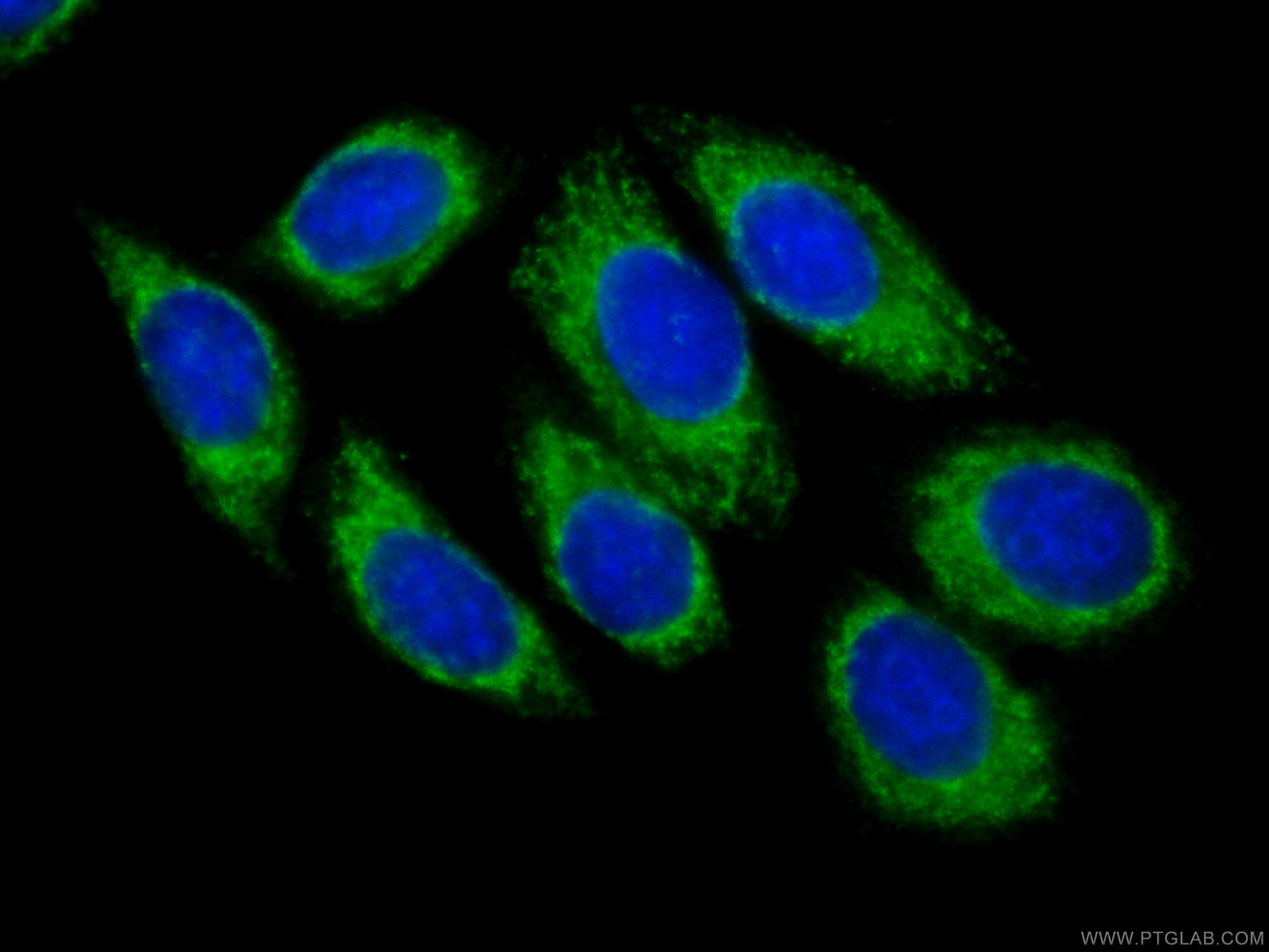 Immunofluorescence (IF) / fluorescent staining of HepG2 cells using CoraLite® Plus 488-conjugated CYB5R3 Monoclonal an (CL488-66022)