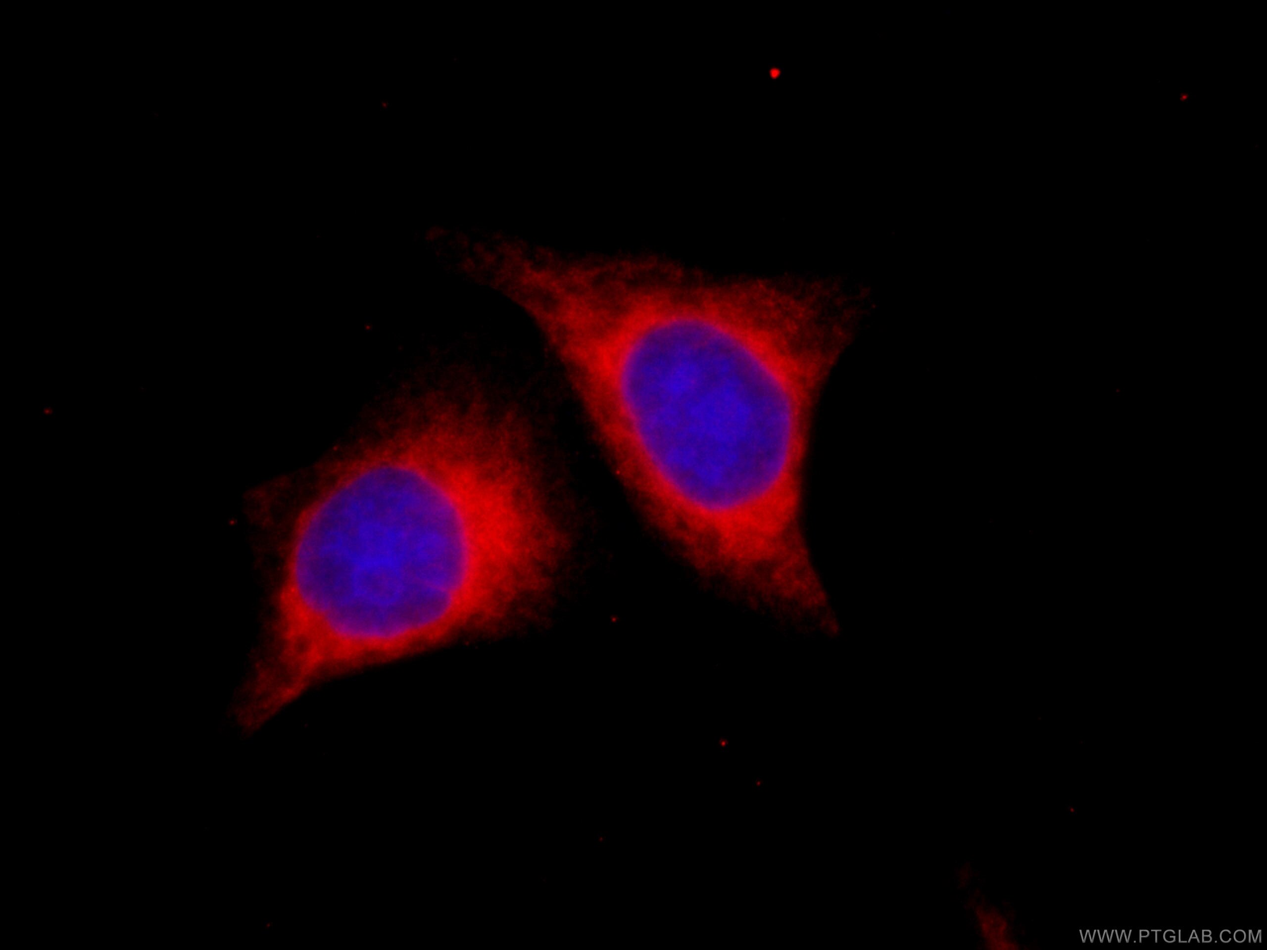 Immunofluorescence (IF) / fluorescent staining of HepG2 cells using CoraLite®594-conjugated CYB5R3 Monoclonal antibody (CL594-66022)