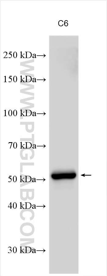 Western Blot (WB) analysis of C6 cells using CYB5R4 Polyclonal antibody (12626-1-AP)
