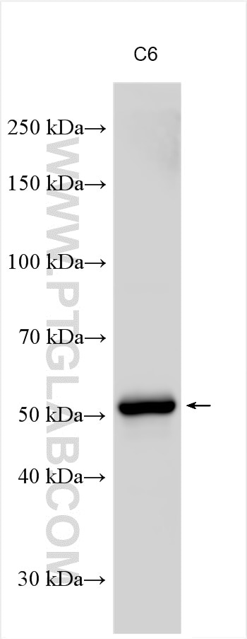 WB analysis of C6 using 12626-1-AP