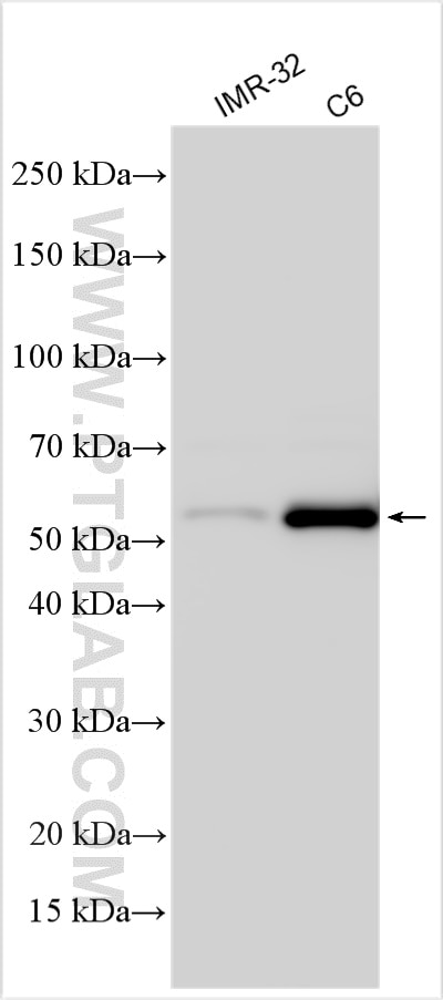 Western Blot (WB) analysis of various lysates using CYB5R4 Polyclonal antibody (12626-1-AP)