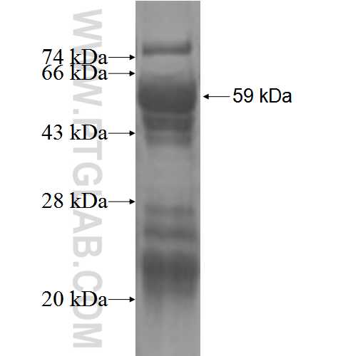 CYB5R4 fusion protein Ag3318 SDS-PAGE