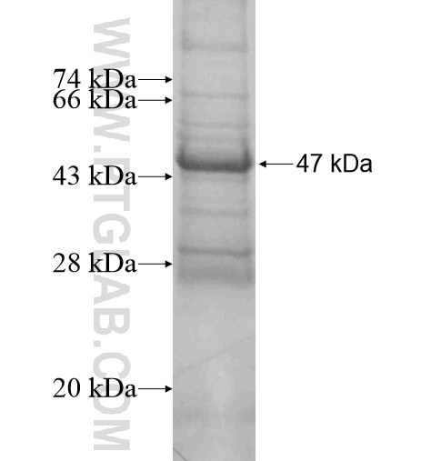 CYBA fusion protein Ag13071 SDS-PAGE
