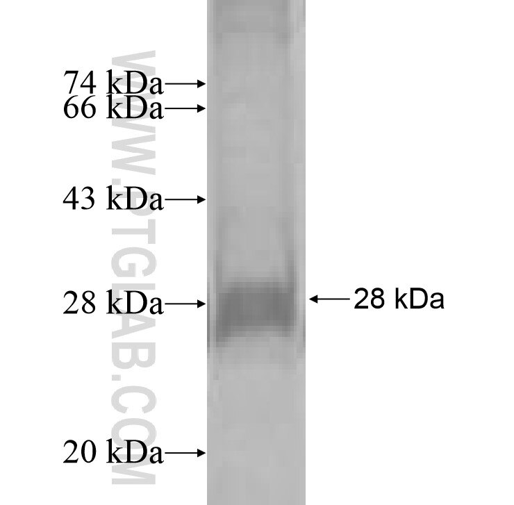 CYBASC3 fusion protein Ag9816 SDS-PAGE