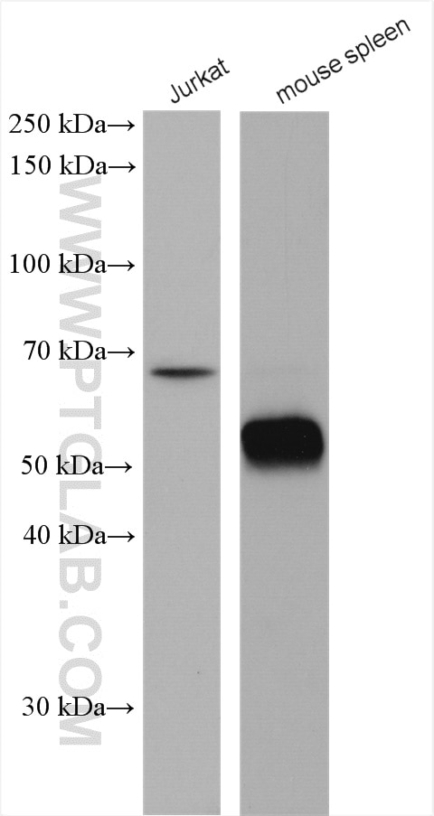 Western Blot (WB) analysis of various lysates using NOX2 Polyclonal antibody (19013-1-AP)