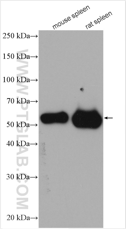 Western Blot (WB) analysis of various lysates using NOX2 Polyclonal antibody (19013-1-AP)