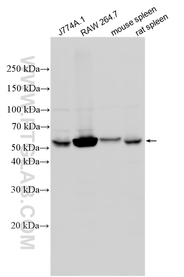 Western Blot (WB) analysis of various lysates using NOX2 Polyclonal antibody (19013-1-AP)