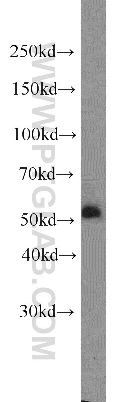 NOX2 Polyclonal antibody