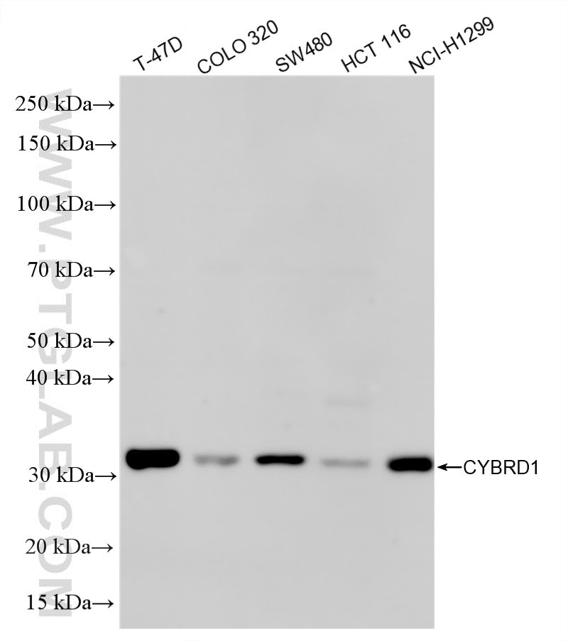 Various lysates were subjected to SDS PAGE followed by western blot with 86245-1-RR (CYBRD1 antibody) at dilution of 1:1000 incubated at room temperature for 1.5 hours. Western Blot (WB) analysis of various lysates using CYBRD1 Recombinant monoclonal antibody (86245-1-RR)