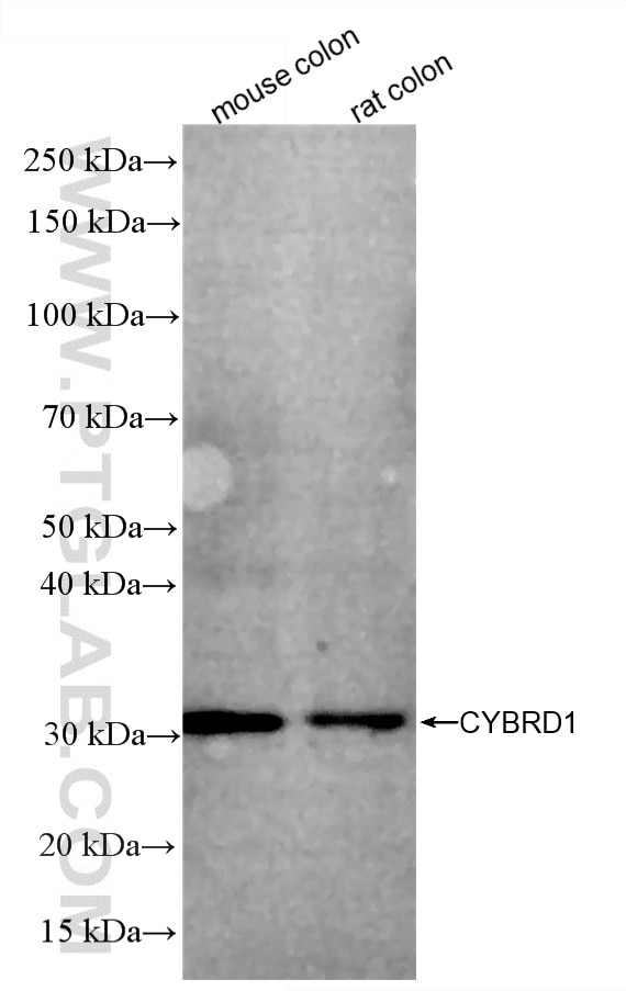 Various lysates were subjected to SDS PAGE followed by western blot with 86245-1-RR (CYBRD1 antibody) at dilution of 1:1000 incubated at room temperature for 1.5 hours. Western Blot (WB) analysis of various lysates using CYBRD1 Recombinant monoclonal antibody (86245-1-RR)
