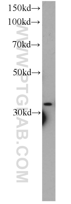 Western Blot (WB) analysis of human brain tissue using CYC1 Polyclonal antibody (10242-1-AP)