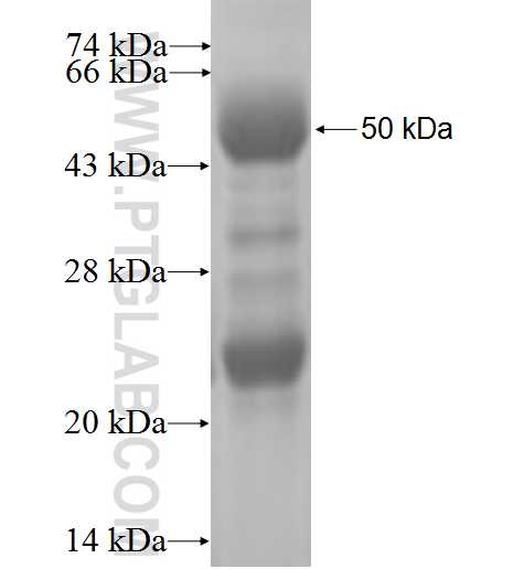 CYC1 fusion protein Ag0291 SDS-PAGE