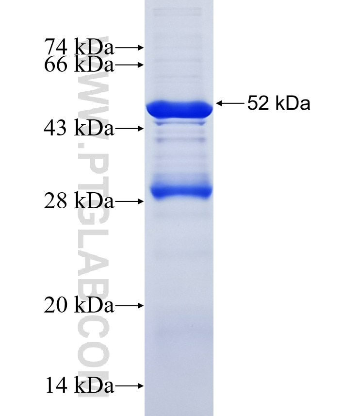 CYC1 fusion protein Ag0291 SDS-PAGE