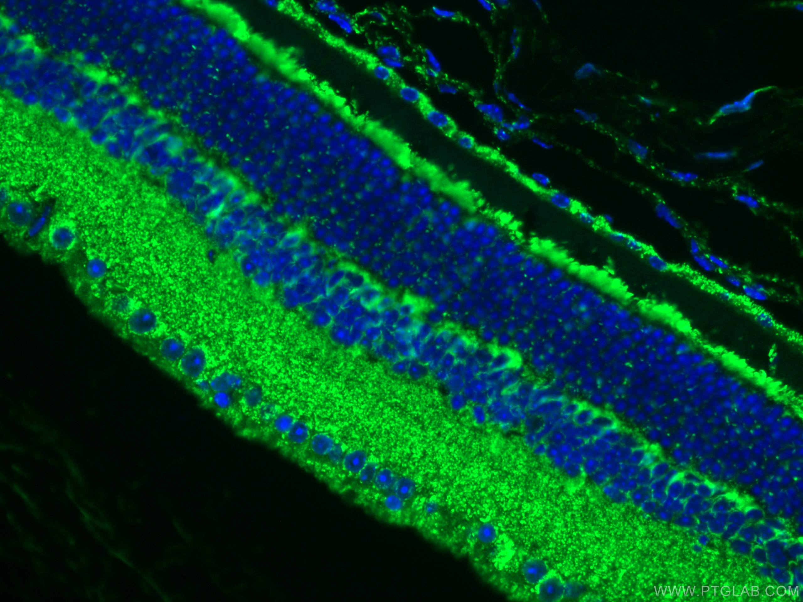 Immunofluorescence (IF) / fluorescent staining of mouse eye tissue using Cytochrome c Polyclonal antibody (10993-1-AP)