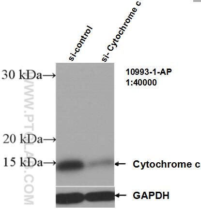 Western Blot (WB) analysis of HEK-293 cells using Cytochrome c Polyclonal antibody (10993-1-AP)