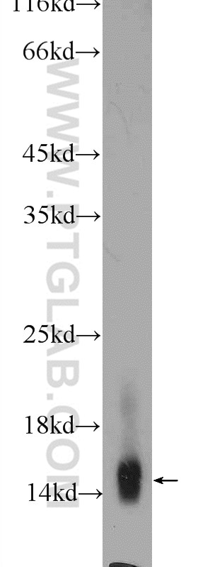 Western Blot (WB) analysis of rat liver tissue using Cytochrome c Polyclonal antibody (10993-1-AP)