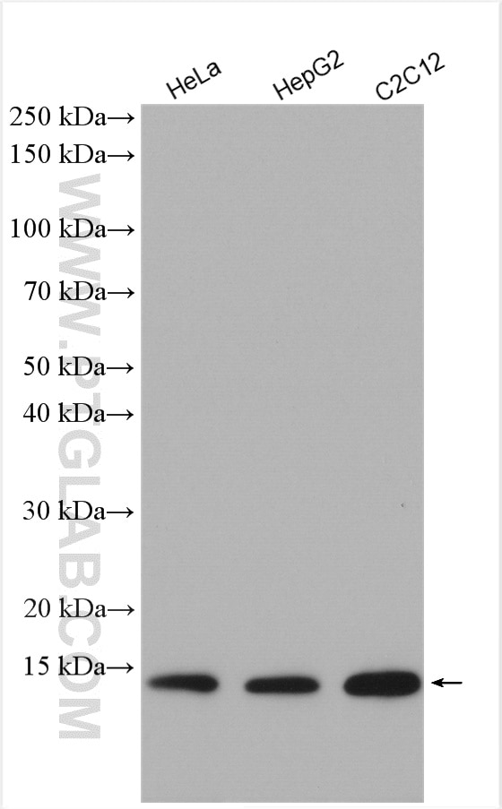 Western Blot (WB) analysis of various lysates using Cytochrome c Polyclonal antibody (10993-1-AP)