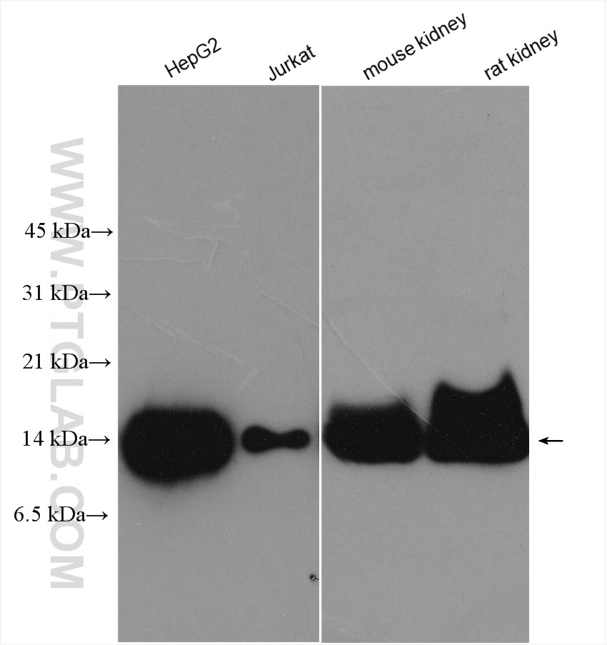 Western Blot (WB) analysis of various lysates using Cytochrome c Polyclonal antibody (10993-1-AP)