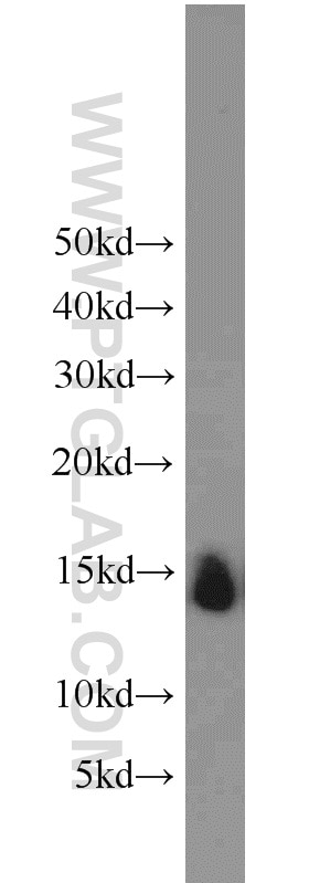 Western Blot (WB) analysis of mouse skeletal muscle tissue using Cytochrome c Polyclonal antibody (10993-1-AP)