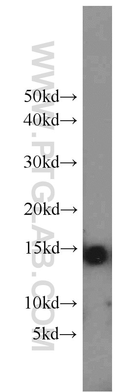 Western Blot (WB) analysis of rat skeletal muscle tissue using Cytochrome c Polyclonal antibody (10993-1-AP)