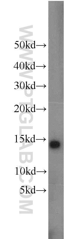 Western Blot (WB) analysis of NIH/3T3 cells using Cytochrome c Polyclonal antibody (10993-1-AP)