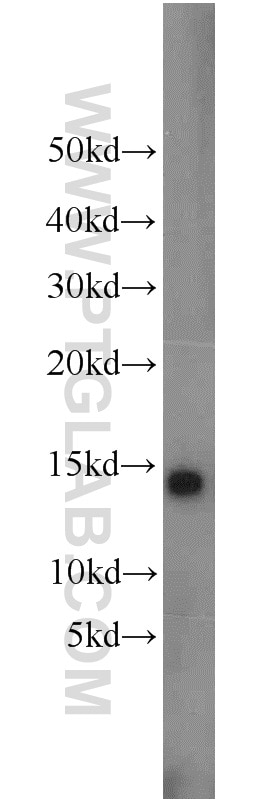 WB analysis of NIH/3T3 using 10993-1-AP