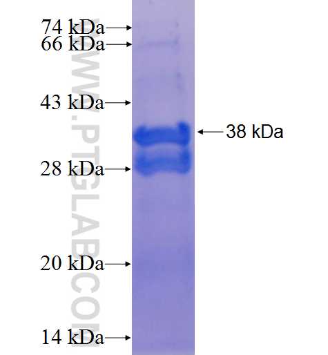 Cytochrome c fusion protein Ag1455 SDS-PAGE