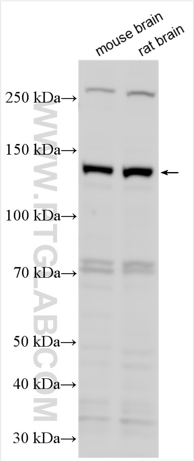 WB analysis using 27925-1-AP