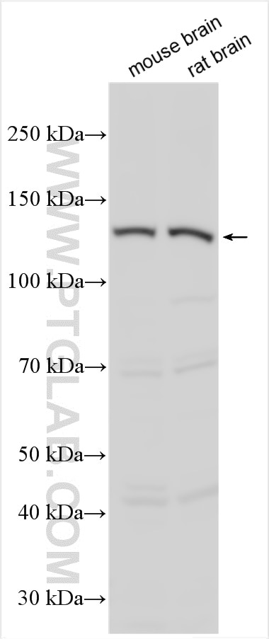 Western Blot (WB) analysis of various lysates using CYFIP1/2 Polyclonal antibody (16011-1-AP)
