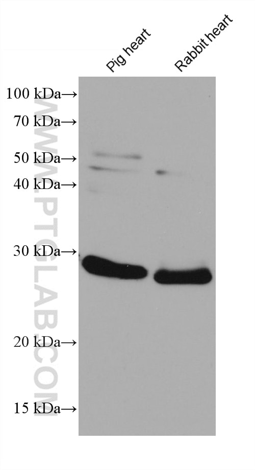 Western Blot (WB) analysis of various lysates using Cytoglobin Monoclonal antibody (60228-1-Ig)