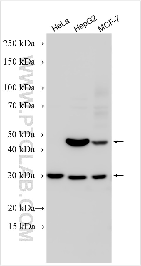 Western Blot (WB) analysis of various lysates using CYHR1 Polyclonal antibody (20617-1-AP)