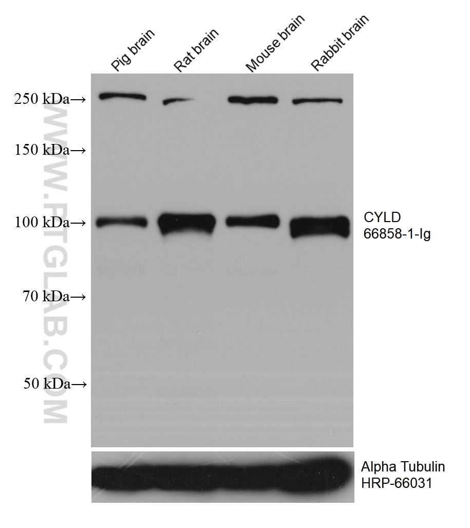 Western Blot (WB) analysis of various lysates using CYLD Monoclonal antibody (66858-1-Ig)