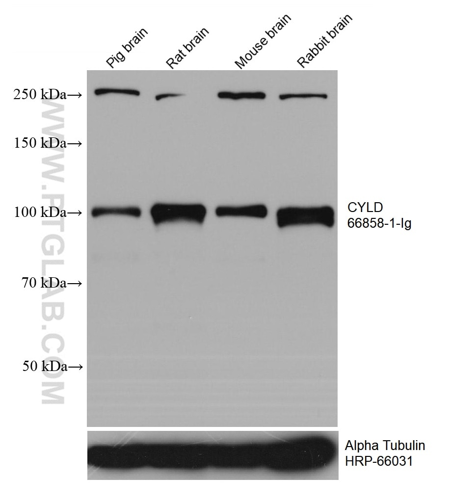 WB analysis using 66858-1-Ig
