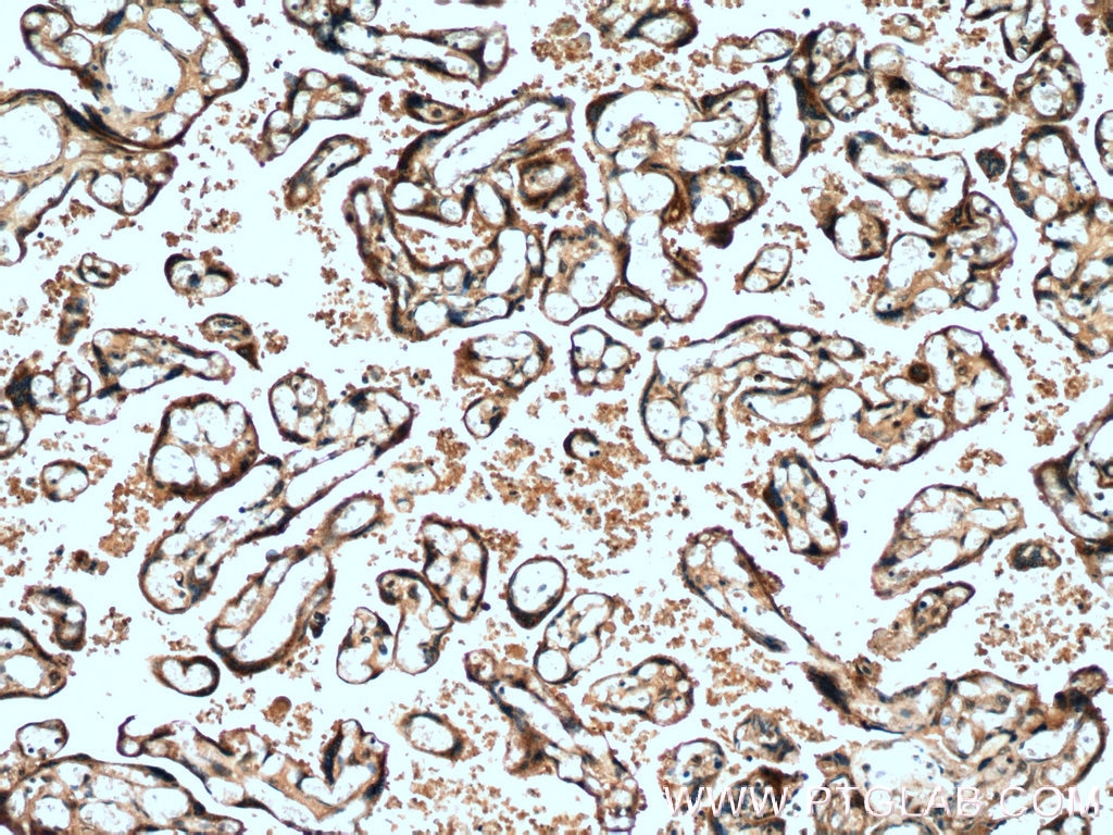 IHC staining of human placenta using 13363-1-AP