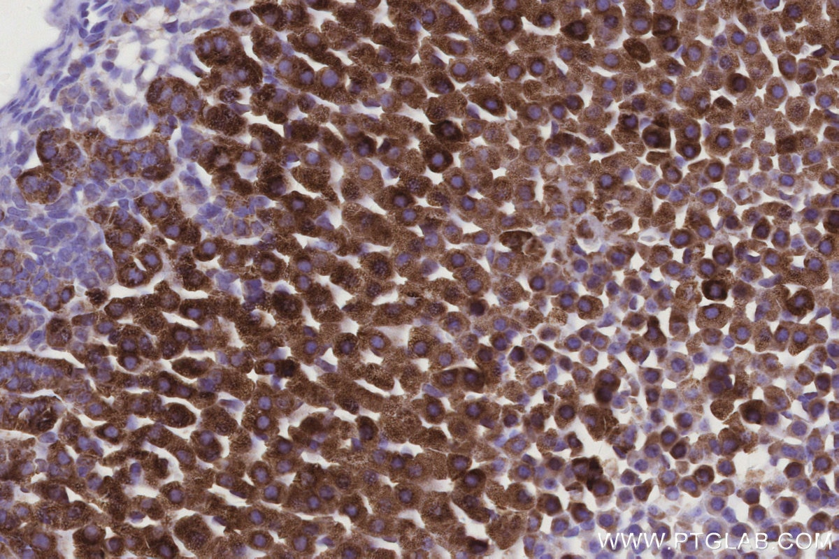 IHC staining of mouse adrenal gland using 67264-1-Ig Immunohistochemistry (IHC) staining of mouse adrenal gland tissue using CYP11A1 Monoclonal antibody (67264-1-Ig)