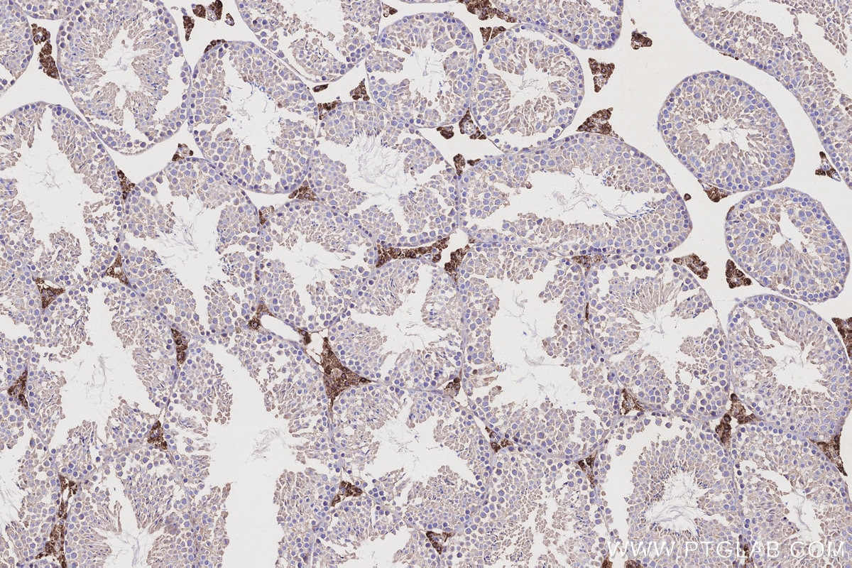 IHC staining of mouse testis using 67264-1-Ig Immunohistochemistry (IHC) staining of mouse testis tissue using CYP11A1 Monoclonal antibody (67264-1-Ig)