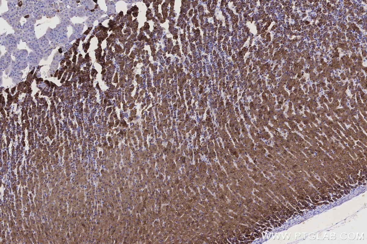 IHC staining of rat adrenal gland using 67264-1-Ig Immunohistochemistry (IHC) staining of rat adrenal gland tissue using CYP11A1 Monoclonal antibody (67264-1-Ig)