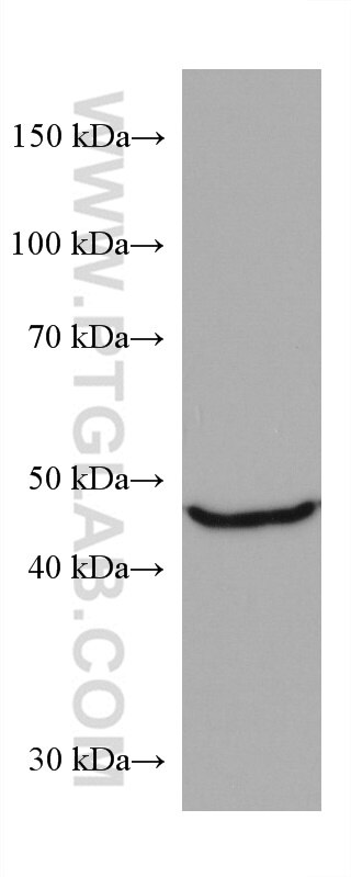 WB analysis of HepG2 using 67264-1-Ig