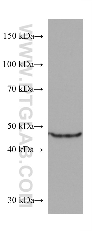Western Blot (WB) analysis of Caco-2 cells using CYP11A1 Monoclonal antibody (67264-1-Ig)