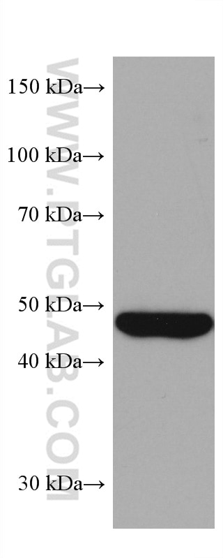 Western Blot (WB) analysis of human placenta tissue using CYP11A1 Monoclonal antibody (67264-1-Ig)